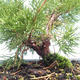 Bonsai im Freien - Juniperus chinensis Itoigawa-chinesischer Wacholder VB2019-261005 - 2/2