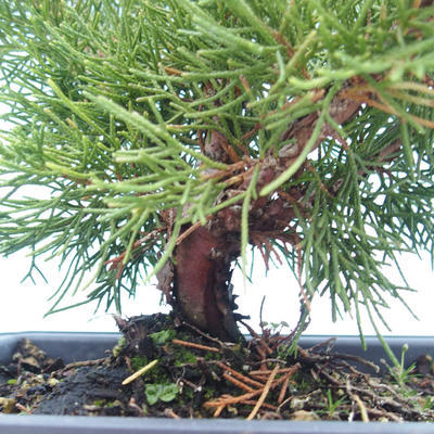 Bonsai im Freien - Juniperus chinensis Itoigawa-chinesischer Wacholder VB2019-261006 - 2