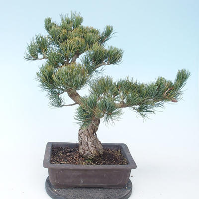 Pinus parviflora - Kleinblumige Kiefer VB2020-130 - 2