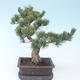 Pinus parviflora - Kleinblumige Kiefer VB2020-130 - 2/3