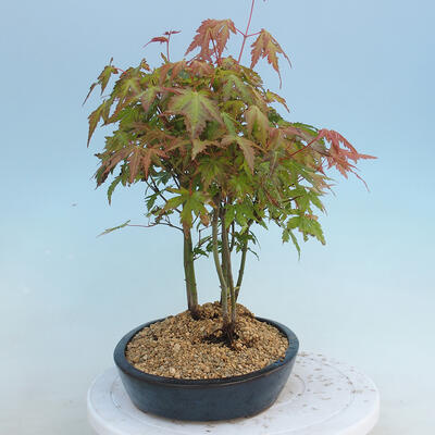 Acer palmatum - Ahorn - Hain - 2