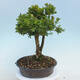 Outdoor-Bonsai - Buxus microphylla - Buchsbaum - 2/5