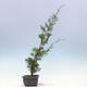 Outdoor-Bonsai - Juniperus chinensis Itoigawa-Chinesischer Wacholder - 2/4