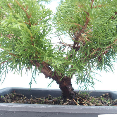 Bonsai im Freien - Juniperus chinensis Itoigawa-chinesischer Wacholder VB2019-261001 - 2