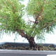 Bonsai im Freien - Juniperus chinensis Itoigawa-chinesischer Wacholder VB2019-261001 - 2/2