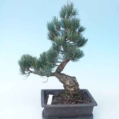Pinus parviflora - Kleinblumige Kiefer VB2020-118 - 2
