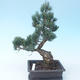 Pinus parviflora - Kleinblumige Kiefer VB2020-118 - 2/3
