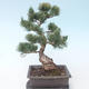 Pinus parviflora - Kleinblumige Kiefer VB2020-125 - 2/3