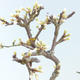 Bonsai im Freien - Prunus spinosa - Schwarzdorn - 2/2