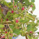 Indoor-Bonsai - Pseudocydonia sinensis - Chinesische Quitte VB2020-415 - 2/2
