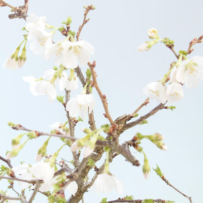 Bonsai im Freien - Prunus in Kojonno Mai-Slivio - Pflaume VB2020-160 - 2