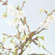 Bonsai im Freien - Prunus in Kojonno Mai-Slivio - Pflaume VB2020-160 - 2/2