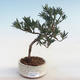 Indoor Bonsai - Podocarpus - Stein Eibe PB220590 - 2/2