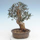Indoor Bonsai - Olea europaea sylvestris -Oliva Europäisches kleines Blatt PB220625 - 2/5