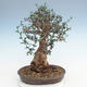Indoor Bonsai - Olea europaea sylvestris -Oliva Europäisches kleines Blatt PB220627 - 2/5