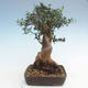 Indoor Bonsai - Olea europaea sylvestris -Oliva Europäisches kleines Blatt PB220628 - 2/5