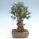 Indoor Bonsai - Olea europaea sylvestris -Oliva Europäisches kleines Blatt PB220629 - 2/5