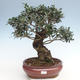 Indoor Bonsai - Olea europaea sylvestris -Oliva Europäisches kleines Blatt PB220635 - 2/5