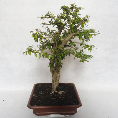 Indoor-Bonsai - Cudrania equisetifolia - 2