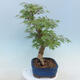 Acer palmatum - Palmahorn - 2/5