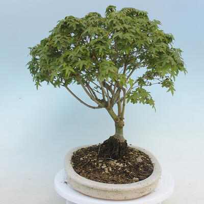 Acer palmatum KIOHIME - Palm-Ahorn - 2