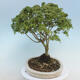 Acer palmatum KIOHIME - Palm-Ahorn - 2/5