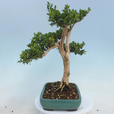 Outdoor-Bonsai - Buxus microphylla - Buchsbaum - 2