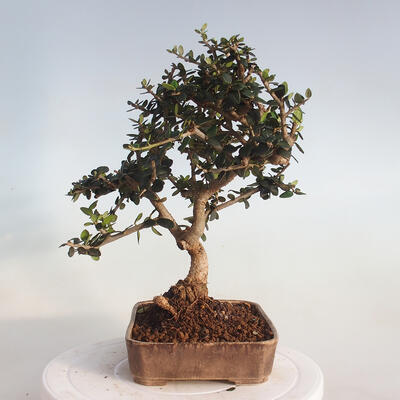 Indoor-Bonsai - Olea europaea sylvestris - Europäisches kleinblättriges Olivenöl - 2