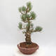 Bonsai im Freien - Pinus parviflora - White Pine - 2/4