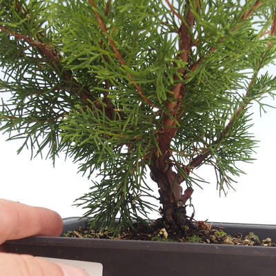 Bonsai im Freien - Juniperus chinensis Itoigawa-chinesischer Wacholder VB2019-261011 - 2