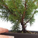Bonsai im Freien - Juniperus chinensis Itoigawa-chinesischer Wacholder VB2019-261011 - 2/2