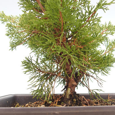 Bonsai im Freien - Juniperus chinensis Itoigawa-chinesischer Wacholder VB2019-261013 - 2