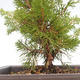 Bonsai im Freien - Juniperus chinensis Itoigawa-chinesischer Wacholder VB2019-261013 - 2/2