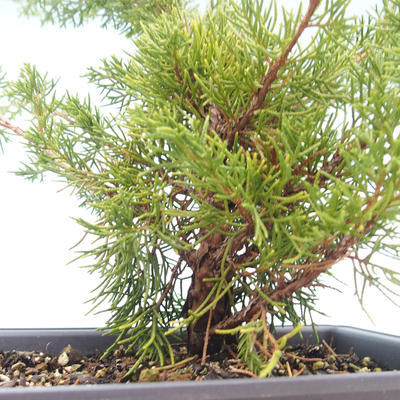 Bonsai im Freien - Juniperus chinensis Itoigawa-chinesischer Wacholder VB2019-261014 - 2