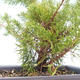 Bonsai im Freien - Juniperus chinensis Itoigawa-chinesischer Wacholder VB2019-261014 - 2/2