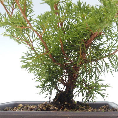Bonsai im Freien - Juniperus chinensis Itoigawa-chinesischer Wacholder VB2019-261015 - 2