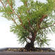 Bonsai im Freien - Juniperus chinensis Itoigawa-chinesischer Wacholder VB2019-261015 - 2/2