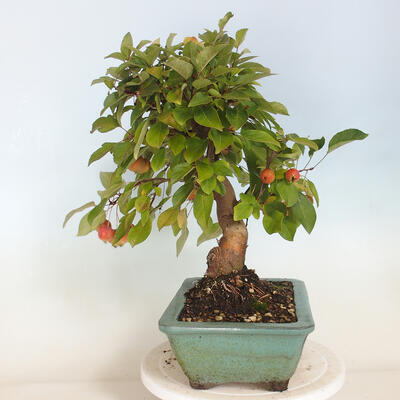 Freilandbonsai - Malus halliana - Kleinfrüchtiger Apfelbaum - 2