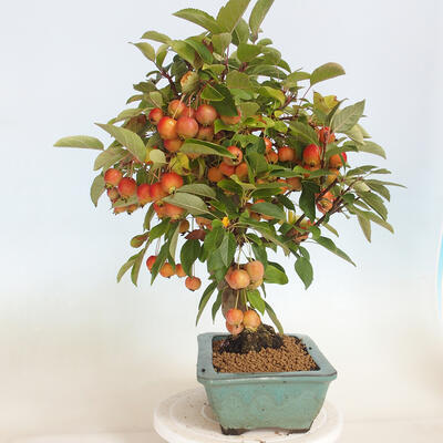 Freilandbonsai - Malus halliana - Kleinfrüchtiger Apfelbaum - 2