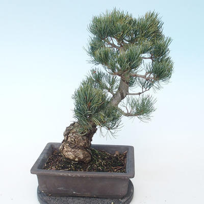 Pinus parviflora - Kleine Kiefer VB2020-127 - 2