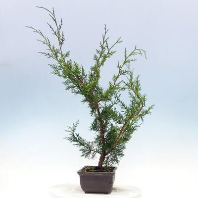 Outdoor-Bonsai - Juniperus chinensis Itoigawa-Chinesischer Wacholder - 2