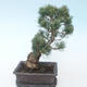 Pinus parviflora - Kleine Kiefer VB2020-127 - 2/3
