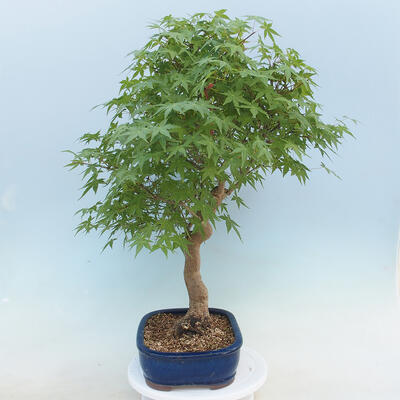 Acer palmatum - Palmahorn - 2