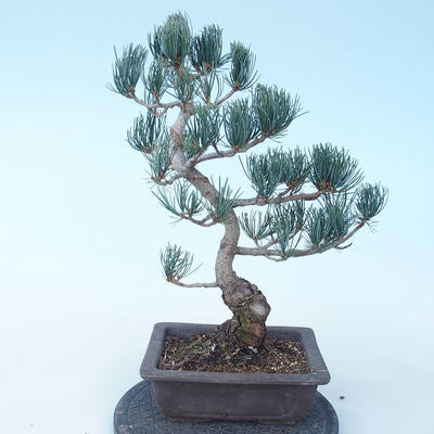 Pinus parviflora - Kleinblumige Kiefer VB2020-137 - 2