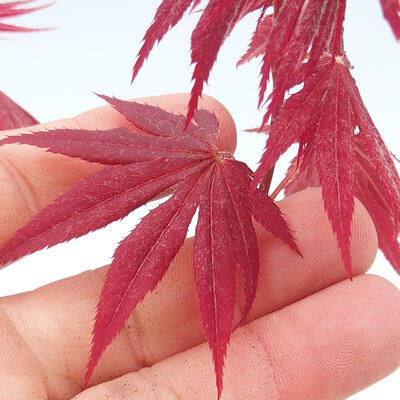 Outdoor Bonsai - Acer Palme. Atropurpureum-rotes Palmblatt - 2