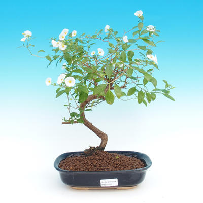 Zimmer Bonsai - Solanum rantonnetii - enzian Baum - 2