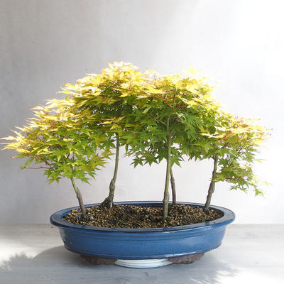 Acer palmatum Aureum - Goldener Palmenahorn - 2