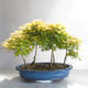 Acer palmatum Aureum - Goldener Palmenahorn - 2/3