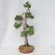 Bonsai im Freien - Pinus Sylvestris - Waldkiefer - 2/5