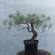 Yamadori - Pinus sylvestris - Waldkiefer - 2/4